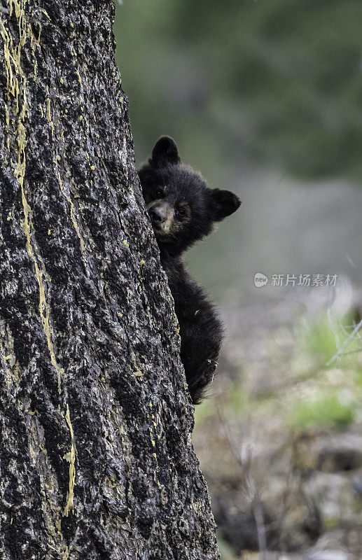 美国黑熊(Ursus americanus)是一种中等体型的熊，原产于北美，常见于黄石国家公园。年轻的幼崽。玩。